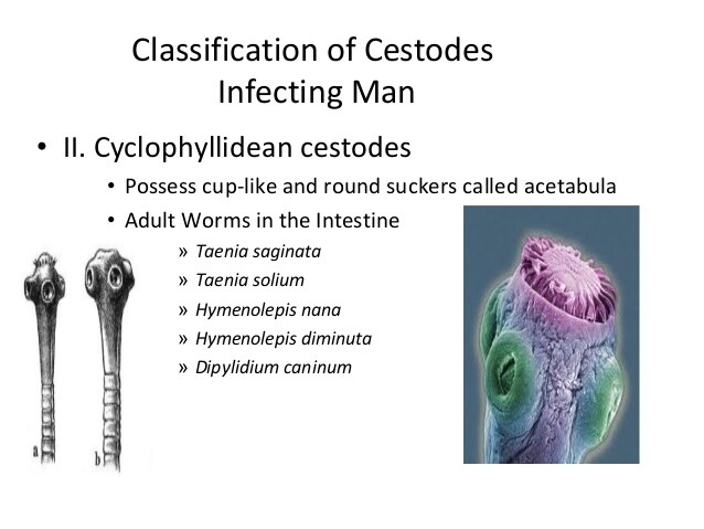 Classification of cestodes