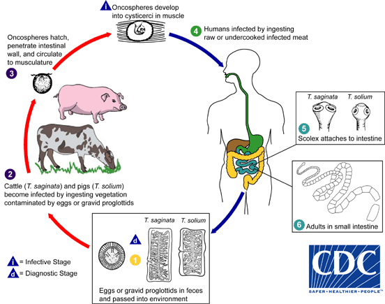 Taenia infection lifecycle