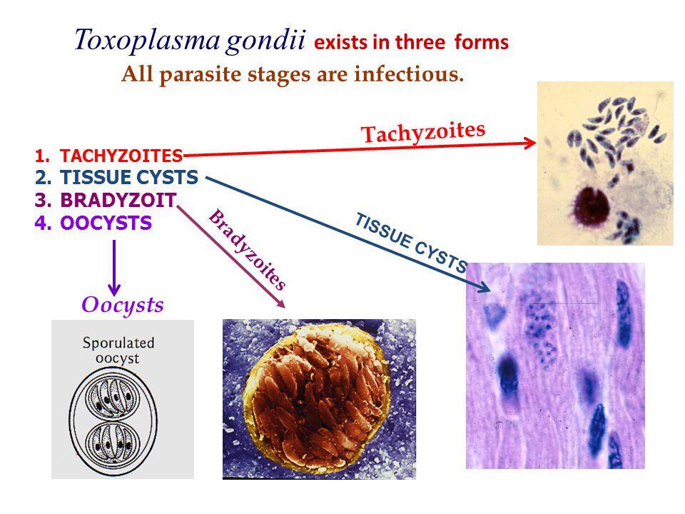 Toxoplasma gondii exists in three forms