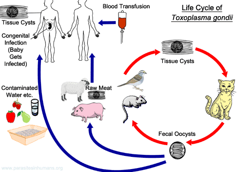Toxoplasma gondii life cycle