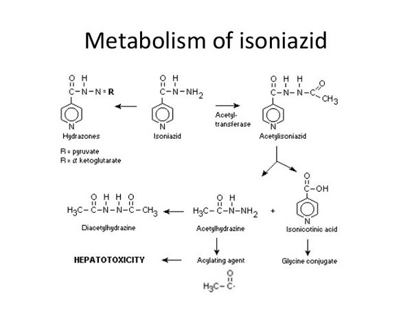 Isoniazid - Anti-tuberculosis medication